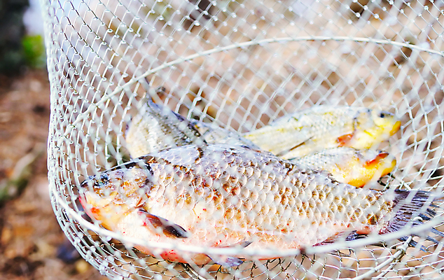 포토 JPG 해외이미지 동물 음식 바다 낚시 어류 사람없음 신선 잡기 그물 주식 해산물 낚시꾼 내추럴 해외포토 모션 레저 금융 수중동물 파일형식 이미지허브