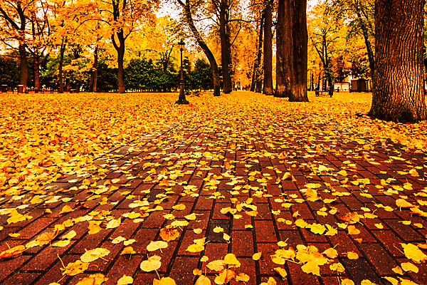 포토 JPG 해외이미지 주간 공원 단풍 낙엽 단풍나무 사람없음 야외 주황색 해외포토 자연요소 나무 공공시설 컬러 잎 파일형식 이미지허브