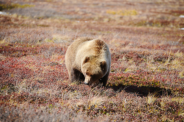 포토 JPG 해외이미지 주간 한마리 야생동물 곰 초원 사람없음 야외 가을 해외포토 자연요소 동물 1 계절 포유류 파일형식 이미지허브