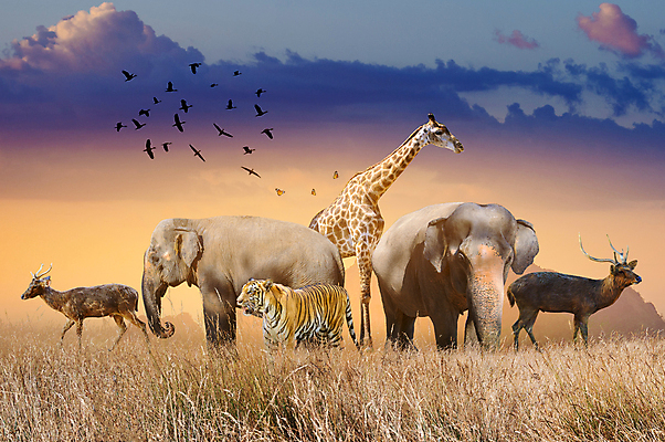 포토 JPG 해외이미지 나무 식물 동물 디자인 실루엣 지구 야생동물 나비 백그라운드 컨셉 잎 일러스트 포유류 자연 조류 사슴 코끼리 기념 동물원 사람없음 목재 초록색 세계 글로벌 환경 행성 다양 축하 호랑이 보호 숲 기린 심볼 사인 에코 내추럴 동물상 생태학 해외포토 교육 컬러 다수 곤충 재료 촬영기법 조형물 우주 생태계 파일형식 이미지허브