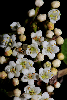 포토 JPG 해외이미지 나무 식물 계절 열매 꽃 낙엽 잎 꽃무늬 농업 자연 프레임 사람없음 야외 세로 여름 정원 봄 성장 벚꽃 흰색 나뭇가지 시간 개화 5월 원예 향기 내추럴 채소밭 밭일 많음 세련 해외포토 산업 컬러 컨셉 무늬 밭 취미 날짜 생태계 냄새 파일형식 이미지허브
