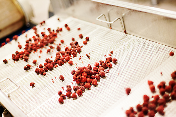 포토 JPG 해외이미지 음식 과일 공장 사람없음 냉동 얼음 기계 제조 산딸기 식품공장 냉동식품 해외포토 자연요소 공업 파일형식 이미지허브