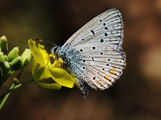 포토 JPG 해외이미지 동물 꽃 나비 곤충 백그라운드 날개 자연 사람없음 여름 파란색 노란색 동물상 해외포토 식물 계절 컬러 조형물 생태계 파일형식 이미지허브