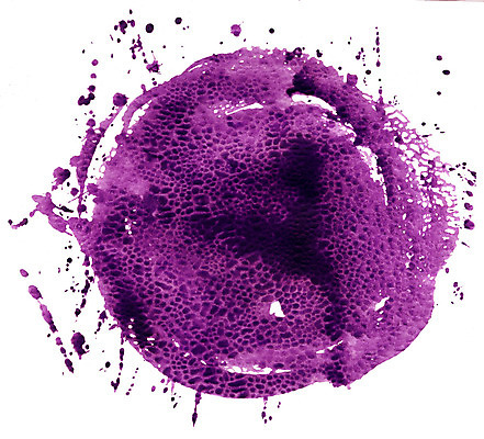 포토 JPG 해외이미지 실루엣 종이 백그라운드 일러스트 추상 수채화 잉크 프레임 창조 미술 사람없음 장식 물 파란색 컬러풀 보라색 페인트 활발 젖음 수확 흰색 붓 원형 거친 떨어짐 빨래 인쇄 제비꽃 질감 청록색 닦기 고립 그런지 타격 스타일 쓰다듬기 해외일러스트 자연요소 도형 꽃 컬러 컨셉 가사 무늬 농업 모션 문화예술 촬영기법 파일형식 이미지허브