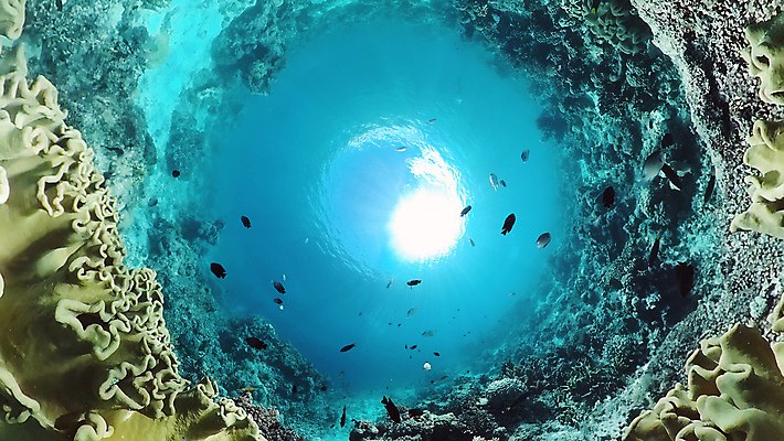 포토 JPG 해외이미지 바다 로우앵글 자연 어류 사람없음 바닷속 수중 수중사진 해외포토 뷰포인트 수중동물 생태계 파일형식 이미지허브