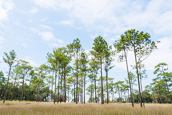 포토 JPG 해외이미지 나무 구름 공원 선 여행 자연 하늘 산 풍경 사람없음 야외 목재 초록색 여름 뷰티 소나무 숲 땅 언덕 산등성이 러시아 북쪽 상록수 침엽수 전나무 흐림 러시아인 삼나무 시베리아 전국 가문비나무 수평선 해외포토 자연요소 서양인 식물 계절 공공시설 유럽 컬러 재료 날씨 방향 생태계 파일형식 이미지허브