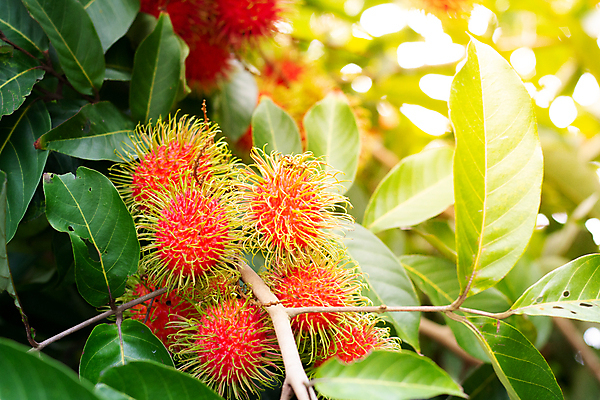 포토 JPG 해외이미지 나무 식물 계절 아시아 음식 백그라운드 잎 농업 과일 태국 자연 디저트 건강 동양인 사람없음 빨간색 초록색 여름 컬러풀 정원 수확 신선 그룹 시장 달콤 맛 먹기 유기농 내추럴 숙성 맛있는 해외포토 웰빙 나라 산업 컬러 컨셉 모션 인종 생태계 파일형식 이미지허브