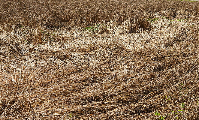 포토 JPG 해외이미지 식물 계절 음식 빵 줄기 밭 농업 자연 하늘 날씨 건조 옥수수 씨앗 사람없음 야외 파란색 농작물 햇빛 태양 농장 노란색 환경 맑음 활발 수확 성장 시골 황금 낟알 시리얼 밀 보리 귀 장면 밀짚 밭일 숙성 호밀 수평선 세련 해외포토 자연요소 산업 컬러 컨셉 곡류 신체부위 짚 생태계 파일형식 이미지허브