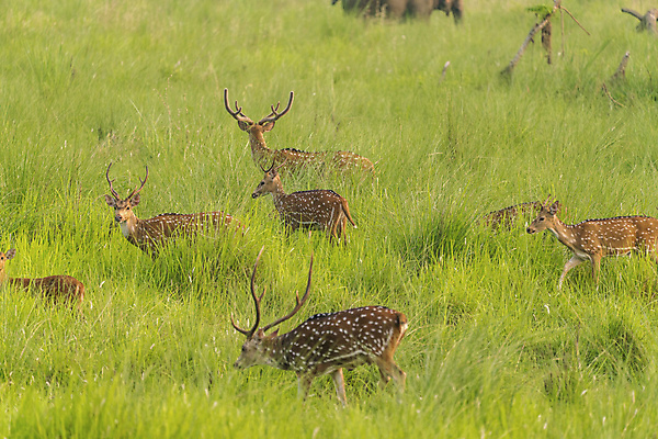 포토 JPG 해외이미지 동물 여자 남자 야생동물 밭 포유류 자연 사슴 털 뿔 초원 사람없음 야외 초록색 뷰티 갈색 일본 침묵 점 얽힘 군중 숲 큼 방목 사파리 내추럴 동물상 암사슴 해외포토 아시아 컬러 농업 사람 조형물 소리 축산업 크기 암컷 생태계 파일형식 이미지허브