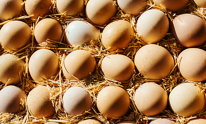 포토 JPG 해외이미지 실내 사람없음 계란 볏짚 일렬 해외포토 내부 알 짚 파일형식 이미지허브