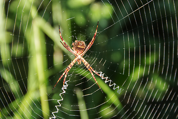 포토 JPG 해외이미지 동물 야생동물 곤충 자연 종류 사람없음 정원 웹 시골 닫기 벌레 거미줄 묘사 거미 해외포토 인터넷 모션 생태계 파일형식 이미지허브