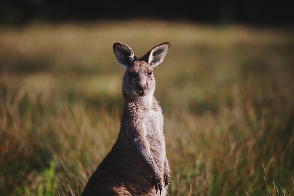 포토 JPG 해외이미지 동물 공원 얼굴 야생동물 백그라운드 포유류 자연 초식동물 털 사람없음 야외 초록색 갈색 머리 여행객 환경 회색 흰색 닫기 호주 경계 호기심 코 귀 목 캥거루 동쪽 내추럴 동물상 오지 집게발 튕기기 해외포토 공공시설 감정 컬러 컨셉 모션 사람 신체부위 조형물 오세아니아 방향 생태계 파일형식 이미지허브
