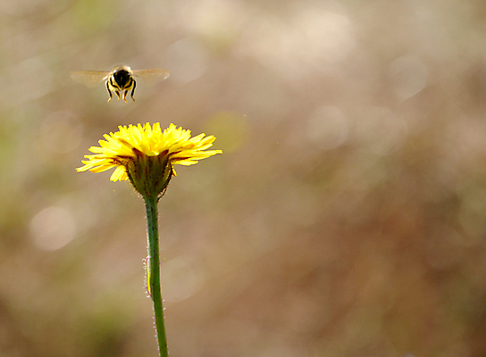 포토 JPG 해외이미지 주간 한마리 한송이 자연 사람없음 야외 아웃포커스 비행 민들레 해외포토 자연요소 1 꽃 촬영기법 생태계 송이 파일형식 이미지허브