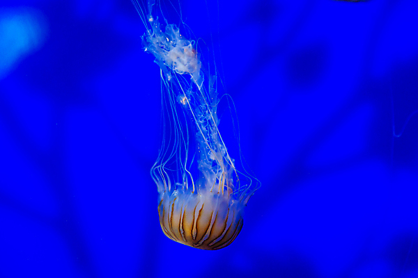 포토 JPG 해외이미지 동물 북아메리카 사람없음 가로 컬러풀 미국 닫기 하와이 해파리 해외포토 컬러 모션 아메리카 자포동물 파일형식 이미지허브