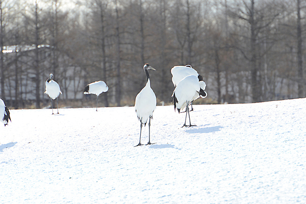 포토 JPG 해외이미지 동물 커플 계절 아시아 야생동물 겨울 자연 조류 왕관 사랑 사람없음 빨간색 일본 검은색 추위 흰색 춤 보호 기중기 홋카이도 해외포토 감정 나라 컬러 컨셉 관계 문화예술 중장비 생태계 파일형식 이미지허브
