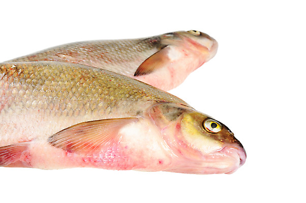 포토 JPG 해외이미지 동물 음식 바다 다이어트 재료 어류 사람없음 옆모습 물 강 회색 신선 큼 먹기 해산물 오브젝트 날것 도미 잉어 고립 민물 해외포토 자연요소 뷰포인트 컬러 모션 건강 수중동물 크기 파일형식 이미지허브