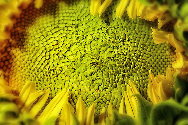 포토 JPG 해외이미지 주간 해바라기 근접촬영 사람없음 야외 꽃술_꽃 소프트포커스 해바라기씨 해외포토 자연요소 꽃 뷰포인트 촬영기법 씨앗 파일형식 이미지허브