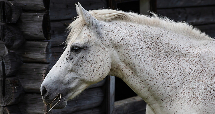 포토 JPG 해외이미지 동물 1 응시 야생동물 백그라운드 밭 포유류 자연 주택 사람없음 야외 목재 초록색 울타리 반려동물 뷰티 농장 머리 마을 봄 목장 회색 흰색 시골 승마 언덕 꼬리 갈기 고립 기르기 방목장 밭일 서쪽 해외포토 나무 시선 계절 스포츠 컬러 농업 재료 건물 신체부위 담장 방향 생태계 돌봄 파일형식 이미지허브