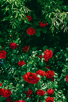 포토 JPG 해외이미지 꽃 잎 자연 사람없음 야외 빨간색 초록색 장미 해외포토 식물 컬러 생태계 파일형식 이미지허브