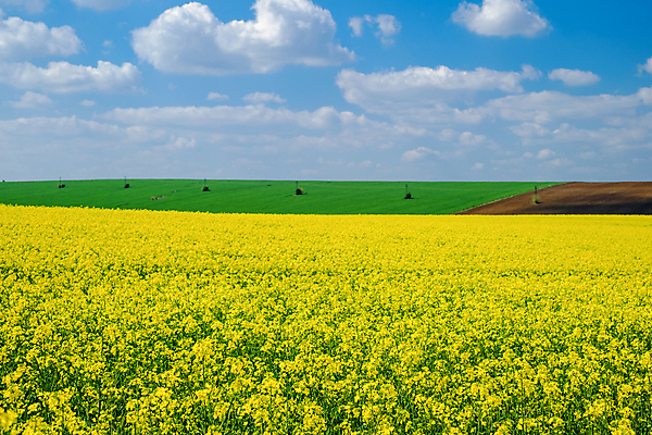 포토 JPG 해외이미지 식물 계절 꽃 밭 농업 날씨 씨앗 풍경 사람없음 야외 초록색 여름 파란색 농작물 컬러풀 햇빛 태양 농장 농경지 노란색 환경 맑음 봄 활발 성장 흰색 기름 땅 유채 내추럴 밭일 생태학 카놀라 평야 해외포토 자연요소 교육 산업 음식 컬러 컨셉 자연 파일형식 이미지허브