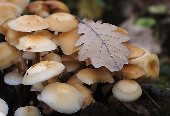 포토 JPG 해외이미지 주간 낙엽 자연 나뭇잎 근접촬영 사람없음 야외 버섯 숲속 해외포토 자연요소 뷰포인트 잎 숲 생태계 파일형식 이미지허브