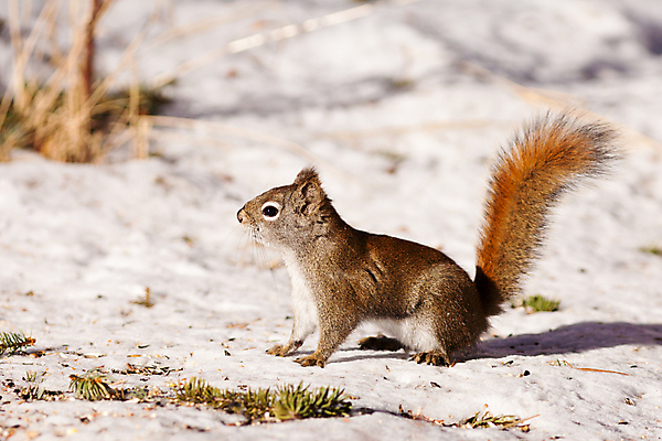 포토 JPG 해외이미지 나무 동물 응시 공원 야생동물 포즈 캐나다 겨울 포유류 자연 생물 털 앉기 사람없음 야외 옆모습 빨간색 갈색 미국 관찰 기다림 설치류 작음 모피 손목시계 호기심 꼬리 다람쥐 경보 뒤뜰 해외포토 식물 시선 계절 공공시설 감정 뷰포인트 시계 컬러 컨셉 북아메리카 장신구 모션 크기 생태계 파일형식 이미지허브