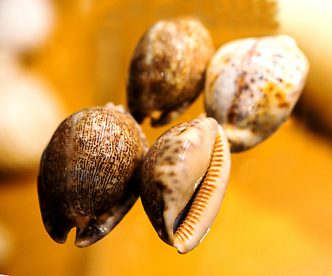 포토 JPG 해외이미지 모양 동물 야생동물 바다 백그라운드 자연 조개 생물 연체동물 나선형 사람없음 장식 껍질 흰색 닫기 소라 자르기 오브젝트 기념품 가리비 고립 앵무조개 해외포토 컬러 무늬 모션 어패류 무척추동물 생태계 파일형식 이미지허브