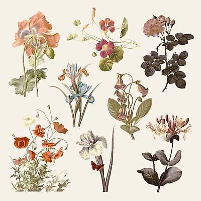 EPS 해외이미지 디자인 꽃 줄기 잎 일러스트 사람없음 세트 꽃봉오리 그림 엘리먼트 해외일러스트 식물 파일형식 벡터 이미지허브