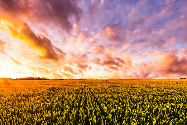 포토 JPG 해외이미지 자연 하늘 사람없음 야외 햇빛 농경지 일몰 해외포토 태양 농장 노을 생태계 파일형식 이미지허브