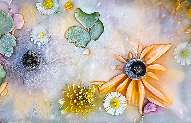 포토 JPG 해외이미지 모양 꽃 백그라운드 자연 건강 미술 사람없음 장식 초록색 물 파란색 빛 뷰티 반사 냉동 얼음 스파 화장품 젖음 추위 흰색 신선 투명 액체 시원함 허브 큐브 오브젝트 상쾌 정사각형 내추럴 고체 토닉 해외포토 자연요소 도형 식물 감정 컬러 문화예술 생태계 파일형식 이미지허브