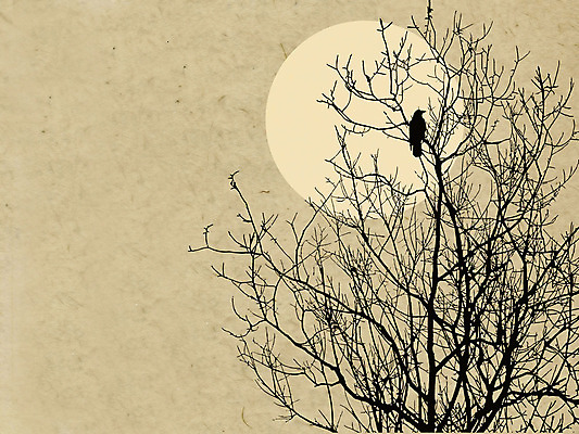 JPG 해외이미지 나무 한마리 실루엣 일러스트 조류 앉기 사람없음 태양 질감 베이지색 해외일러스트 자연요소 식물 동물 1 컬러 모션 촬영기법 파일형식 이미지허브