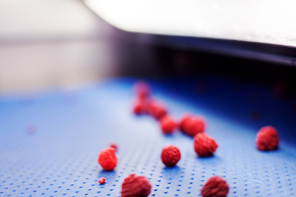 포토 JPG 해외이미지 음식 과일 공장 사람없음 냉동 얼음 기계 제조 산딸기 식품공장 냉동식품 해외포토 자연요소 공업 파일형식 이미지허브