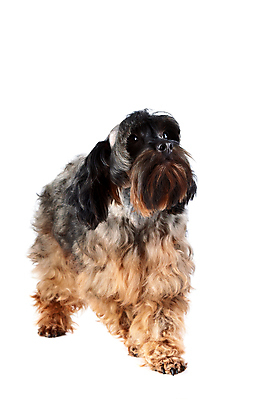 포토 JPG 해외이미지 동물 척추동물 행복 새끼 포유류 털 사람없음 반려동물 갈색 다정 우정 개 강아지 작음 모피 테리어 호기심 푸들 사냥개 솜털 송곳니 기르기 신앙심 유래 천진난만 해외포토 감정 컬러 컨셉 친구 치아 크기 돌봄 파일형식 이미지허브