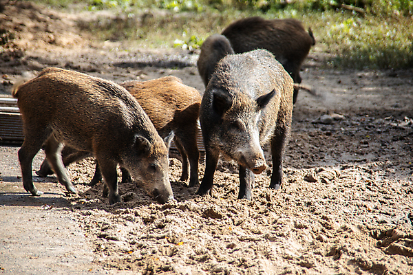 포토 JPG 해외이미지 사람없음 초록색 갈색 개울 위험 멧돼지 해외포토 컬러 컨셉 포유류 강 파일형식 이미지허브