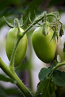 포토 JPG 해외이미지 식물 음식 잎 농업 토마토 채소 자연 사람없음 정원 성장 나뭇가지 침대 묘사 해외포토 나무 산업 가구 생태계 파일형식 이미지허브