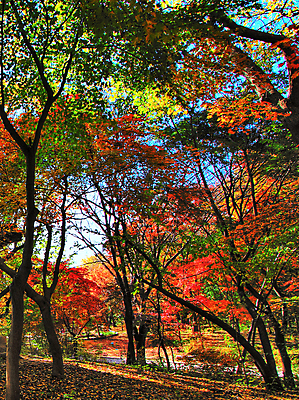 포토 JPG 해외이미지 주간 단풍 단풍나무 사람없음 야외 해외포토 자연요소 나무 잎 파일형식 이미지허브