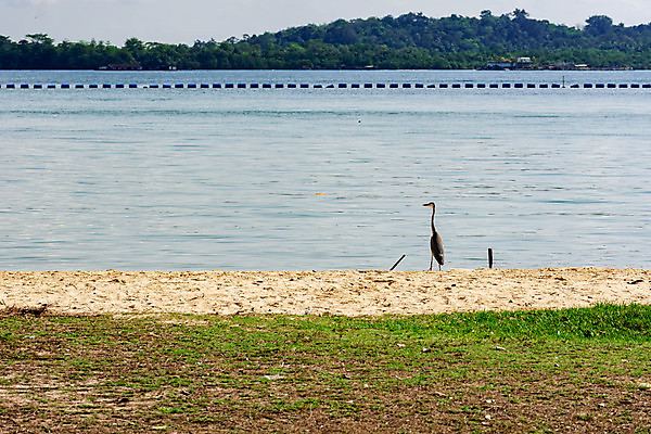 포토 JPG 해외이미지 동물 1 야생동물 모래 파도 바다 섬 백그라운드 날개 자연 조류 하늘 서기 풍경 사람없음 야외 물 파란색 햇빛 평화 환경 침묵 회색 흰색 황무지 보호 큼 왜가리 사파리 깃털 싱글 부리 목 서식지 남쪽 내추럴 동물상 혼자 해외포토 자연요소 컬러 컨셉 모션 신체부위 태양 조형물 소리 크기 방향 생태계 파일형식 이미지허브
