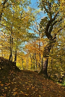 포토 JPG 해외이미지 나무 식물 계절 공원 백그라운드 단풍 잎 오렌지 자연 벽지 추상 풍경 사람없음 야외 빨간색 빛 컬러풀 햇빛 태양 반사 노란색 환경 정원 활발 가을 시골 황금 숲 11월 장면 10월 내추럴 방법 해외포토 자연요소 공공시설 컬러 컨셉 무늬 과일 날짜 생태계 파일형식 이미지허브