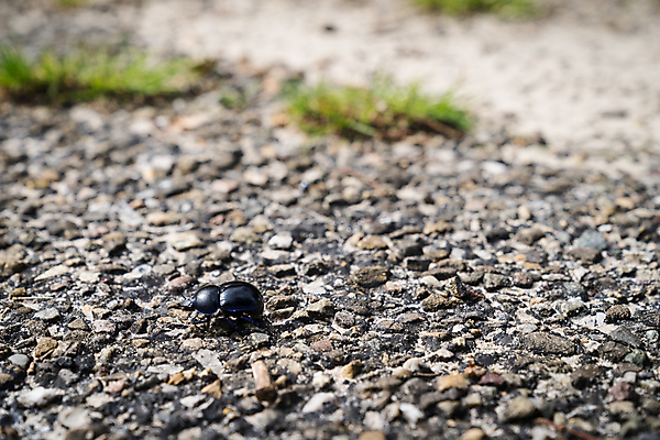 포토 JPG 해외이미지 동물 공원 길 곤충 백그라운드 밭 자연 표면 생물 사람없음 야외 여름 갈색 걷기 환경 검은색 바위 거친 벌레 딱정벌레 네덜란드 질감 남쪽 내추럴 동물상 땅바닥 생태학 전국 해외포토 계절 공공시설 교육 유럽 컬러 농업 모션 바닥 조형물 돌_바위 방향 생태계 파일형식 이미지허브