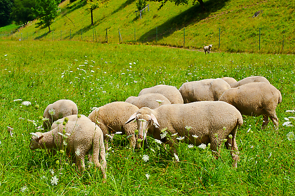 포토 JPG 해외이미지 동물 계절 유럽 음식 밭 농업 포유류 자연 독일 풍경 잔디 초원 사람없음 야외 초록색 여름 농장 농경지 가축 봄 목장 시골 양 소 볏짚 군중 먹이 방목 땅 언덕 양고기 양모 기르기 램 밭일 양털 찰과상 바이에른 목가 해외포토 식물 나라 산업 컬러 육류 사람 직물 짚 축산업 상처 생태계 돌봄 파일형식 이미지허브