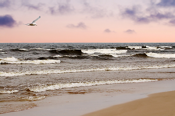 포토 JPG 해외이미지 식물 유럽 모래 파도 바다 갈매기 조류 하늘 휴식 파노라마 사람없음 물 파란색 모래사장 평화 일몰 흰색 저녁 물새 수평선 해외포토 자연요소 동물 나라 컬러 컨셉 촬영기법 노을 야간 파일형식 이미지허브