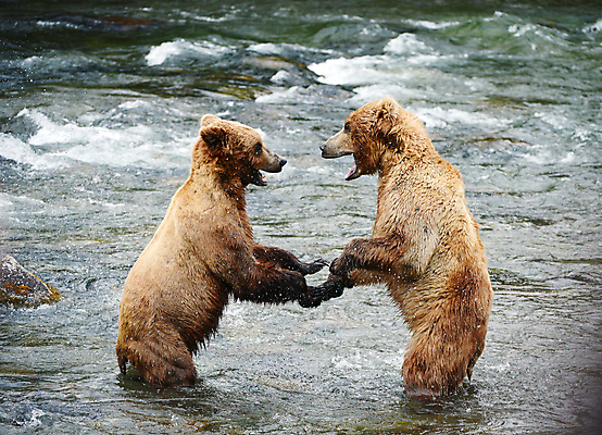 포토 JPG 해외이미지 주간 야생동물 두마리 곰 사람없음 야외 강 싸움 사나움 해외포토 자연요소 동물 2 포유류 모션 파일형식 이미지허브
