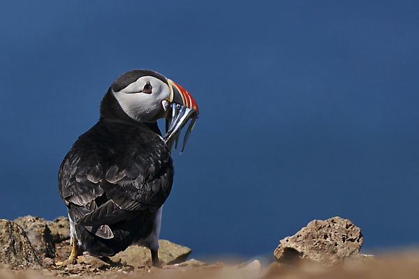 포토 JPG 해외이미지 동물 계절 야생동물 음식 모래 바다 섬 날개 오렌지 자연 조류 하늘 웨일즈 어류 사람없음 빨간색 파란색 컬러풀 노란색 검은색 흰색 작음 장어 깃털 부리 멸종 대서양 적재 계산서 내추럴 동물상 왕국 많음 펨브룩셔 해외포토 컬러 컨셉 과일 영국 조형물 수중동물 크기 생태계 파일형식 이미지허브