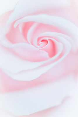 포토 JPG 해외이미지 꽃잎 꽃 분홍색 근접촬영 사람없음 해외포토 식물 뷰포인트 컬러 파일형식 이미지허브