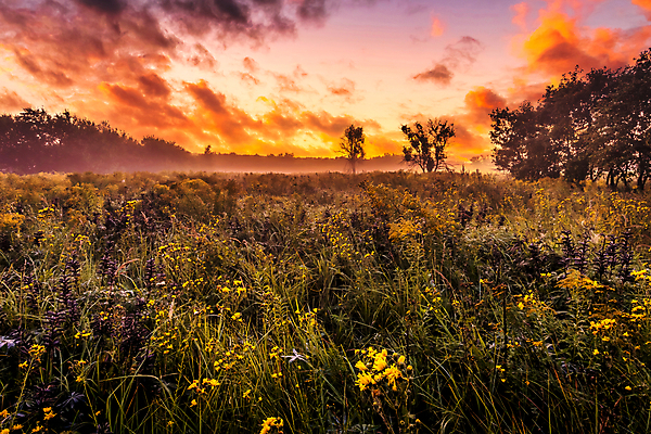 포토 JPG 해외이미지 나무 자연 하늘 사람없음 야외 햇빛 태양 일몰 들꽃 해외포토 자연요소 식물 꽃 노을 생태계 파일형식 이미지허브