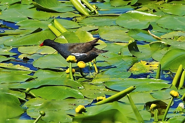 포토 JPG 해외이미지 식물 동물 야생동물 자연 조류 오리 사람없음 빨간색 초록색 물 검은색 내추럴 해외포토 자연요소 컬러 생태계 파일형식 이미지허브
