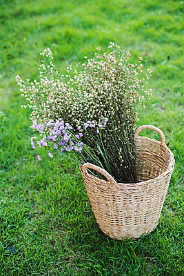 포토 JPG 해외이미지 식물 계절 꽃잎 꽃 백그라운드 컨셉 꽃무늬 패턴 밭 자연 사랑 사람없음 장식 초록색 파란색 뷰티 귀여움 정원 봄 기쁨 낭만 성장 벚꽃 신선 작음 다발 묘사 원예 질감 향기 내추럴 해외포토 감정 컬러 무늬 농업 취미 크기 생태계 냄새 파일형식 이미지허브