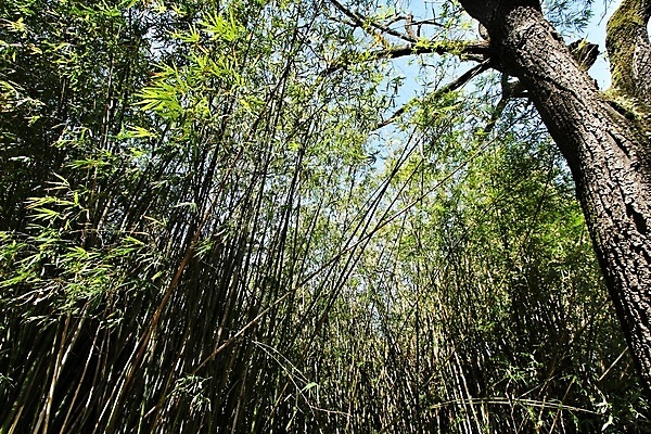포토 JPG 해외이미지 식물 공원 길 선 백그라운드 잎 패턴 채소 자연 아침 휴식 건강 동양인 사람없음 목재 초록색 빛 햇빛 태양 뷰티 농장 환경 정원 일본 봄 성장 신선 숲 큼 열대우림 포르투갈 대나무 보따리 유기농 내추럴 리스본 방법 해외포토 주간 자연요소 나무 웰빙 계절 공공시설 유럽 아시아 컬러 컨셉 무늬 농업 재료 인종 크기 생태계 파일형식 이미지허브