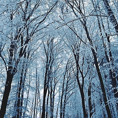 포토 JPG 해외이미지 나무 길 겨울 자연 사람없음 야외 눈 숲 가로수 해외포토 자연요소 식물 계절 날씨 생태계 파일형식 이미지허브