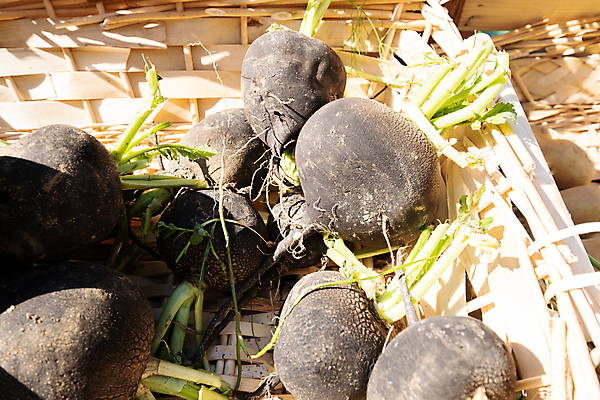 포토 JPG 해외이미지 식물 음식 백그라운드 잎 농업 다이어트 채소 재료 자연 건강 사람없음 초록색 농작물 보라색 수확 신선 시장 다발 유기농 날것 뿌리 내추럴 바이오 비트 숙성 채식주의자 해외포토 웰빙 산업 컬러 생태계 채식 파일형식 이미지허브